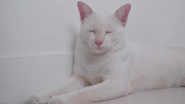 Close-up of a cute white cat sleeping with its eyes closed inside the house