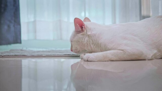 A cute white cat is sitting in the house, licking its legs and body to clean itself. Behind it is a beautiful flowing white curtain.