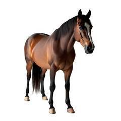 Obraz premium Dynamic Horse Portrait Stable Environment Animal Photography Rustic Setting Close-Up View Equine Beauty and Strength