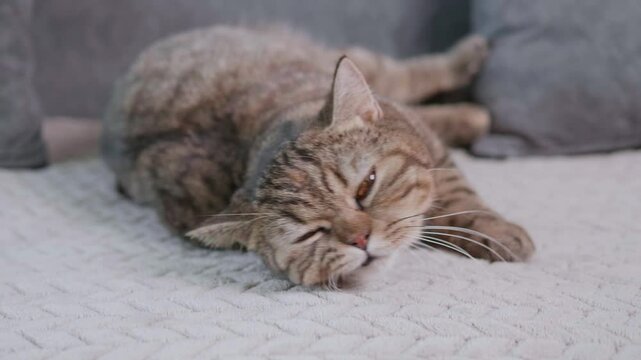 A gray tabby Scottish Fold cat is sleeping on the sofa and playing happily with its owner.