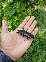 Hand holding a bug