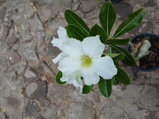 Adenium plant cute