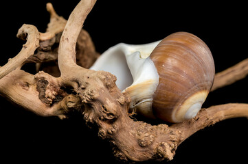 Brown Moon Snail Shell on black background
