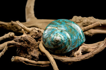 Polished Turquoise Nautilus Shell