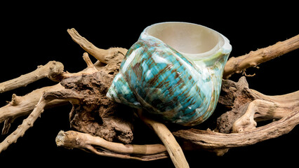 Polished Turquoise Nautilus Shell