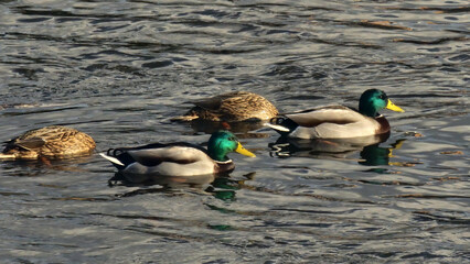 Ducks on the water