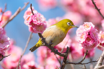 Japanese White-Eye sits on Blooming Pink Plum Blossom branch