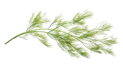 Delicate Green Plant Branch