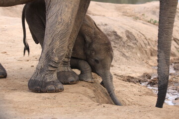 Obraz premium African baby elephant drinking water