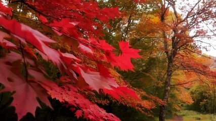 Document the vibrant colors and sounds of rustling leaves in autumn, creating a sensory experience that evokes nostalgia and tranquility.
