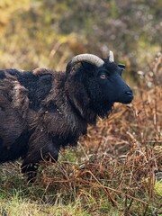 Fototapeta premium Sheep on the road