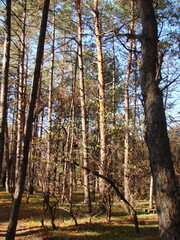 A look up at the tops of tall young pine trees illuminated by the rays of the autumn morning sun against the background of a crystal clear blue sky.