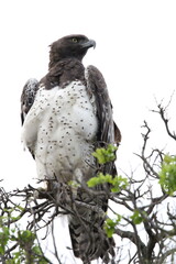 Magnificent African Martial Eagle sitting on tree close up white background