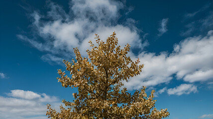 blue sky , clouds, clouds on sky, sky, clean sky, nature's beauty, calm, peaceful, azure, science
