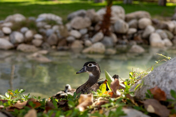 Wood ducks resting by a serene pond in Turkiye hotel garden during sunny day