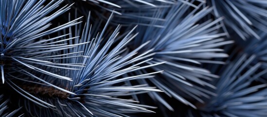 Obraz premium Blue gray pine needles in close up showcasing texture and detail for holiday and winter themed designs.