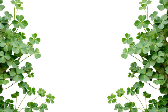 Fototapeta Green shamrock on transparent background