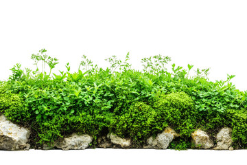 Obraz premium Green hill border nature plant isolated on transparent background