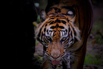 Sumatra Tiger
