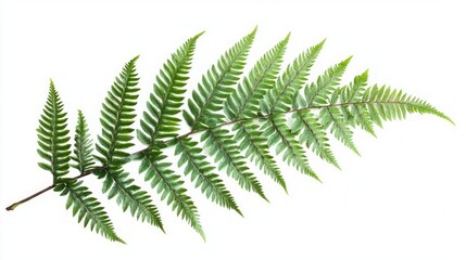 Delicate Fern Leaf in Vibrant Green