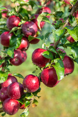 Apples on tree red in garden. Selective focus.