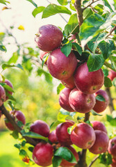 Apples on tree red in garden. Selective focus.