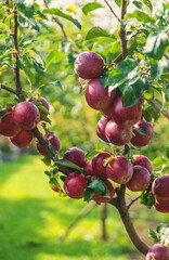 Apples on tree red in garden. Selective focus.