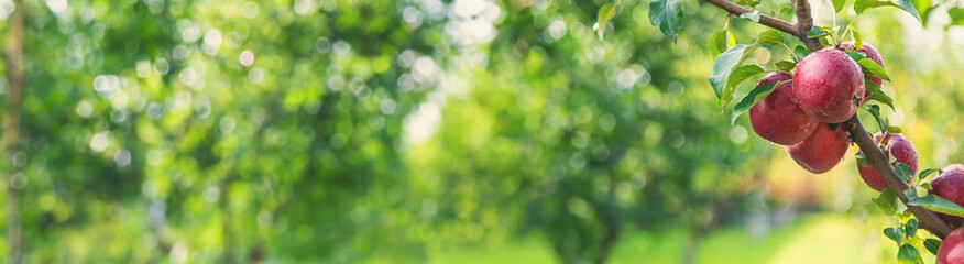 Apples on tree red in garden. Selective focus.