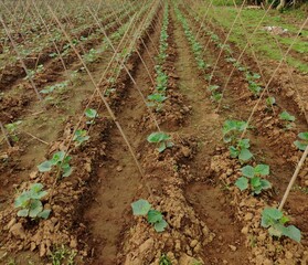 Cucumber Plants Growing on Trellis in Farmland