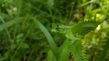Photo of a rare striped fly perched on a leaf. Photo taken on the mountain.