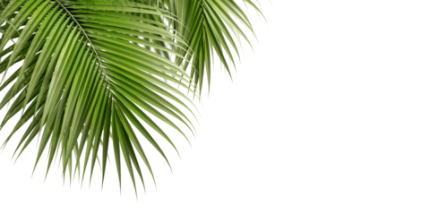 Green palm tree isolated on white background