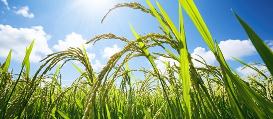 Golden rice field under clear blue sky and sunlight showcasing vibrant green stalks swaying gently in the breeze.