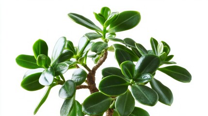 Vibrant Green Succulent Plant Closeup