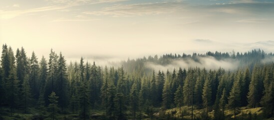 Obraz premium Serene panorama of a lush pine forest enveloped in mist under a soft morning light showcasing nature's tranquility and beauty.