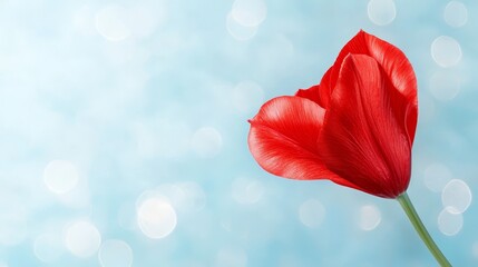Obraz premium a vibrant red tulip with its stem standing out against a blue background with bokeh lights, creating a beautiful and eye-catching wallpaper