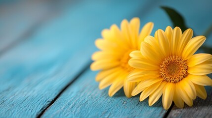 two yellow gerbera daisies on a blue wooden table, with a blurred background The vibrant yellow petals of the flowers stand out against the blue wooden surface, cr