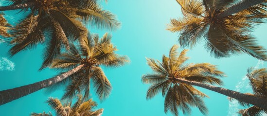 Coconut trees towering against a bright blue sky creating a serene tropical atmosphere with vibrant palm leaves and clear weather