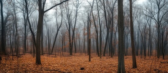 Foggy autumn forest scene with bare trees and fallen leaves preparing for winter tranquility in nature landscape