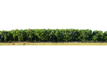 View of a High definition Treelined isolated on a white background.