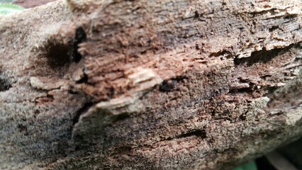 Brown wood texture background coming from natural tree. Beautiful wood tree texture. Photo taken in the forest.