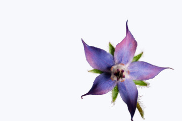 fleur de bourrache bleu sur fond blanc, png, transparent, ressource graphique bis © Fredstock51
