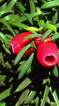 European yew Taxus baccata - poisonous red berries on an ornamental yew shrub in autumn in a park
