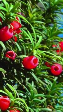 European yew Taxus baccata - poisonous red berries on an ornamental yew shrub in autumn in a park