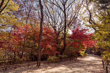 Naklejka premium 늦은 가을날의 종묘 단풍길- 종로구, 서울 대한민국