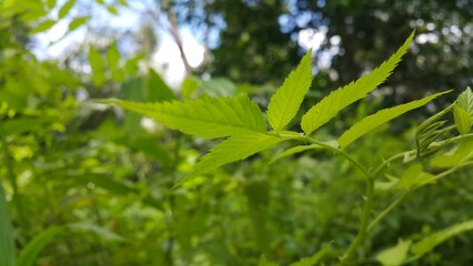 Very beautiful nature background. Wallpaper. Photo taken in the forest.