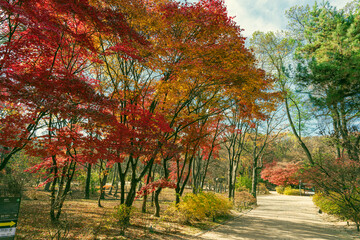 Naklejka premium 늦가을 창경궁의 단풍길- 창경궁- 종로구, 서울 대한민국
