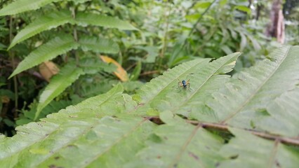 Photo of tarantula hawk, insect, wasp. Photo taken in a tropical forest.