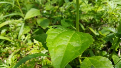 Robber fly (Dasypogon diadema) sits on the leaves. Shot in a tropical forest.