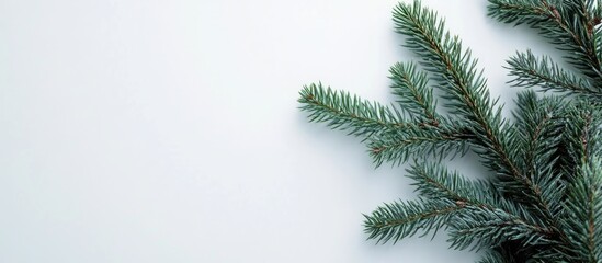 Obraz premium Green coniferous pine branch isolated on white background perfect for Christmas and holiday themed designs and decorations