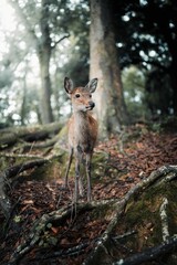 Young deer in a park